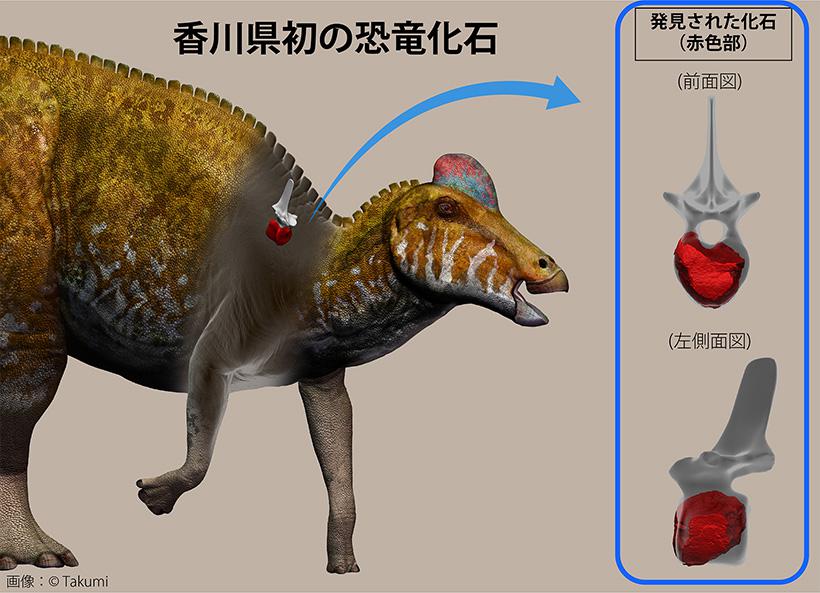 【SALE／55%OFF】 香川県初の恐竜化石を「ハドロサウルス類」と確認／ユーラシア コレクション