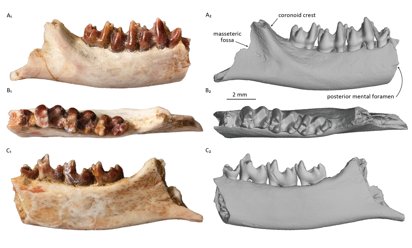 恐竜時代に生きた新属新種の哺乳類化石を モンゴル・ゴビ砂漠で発見