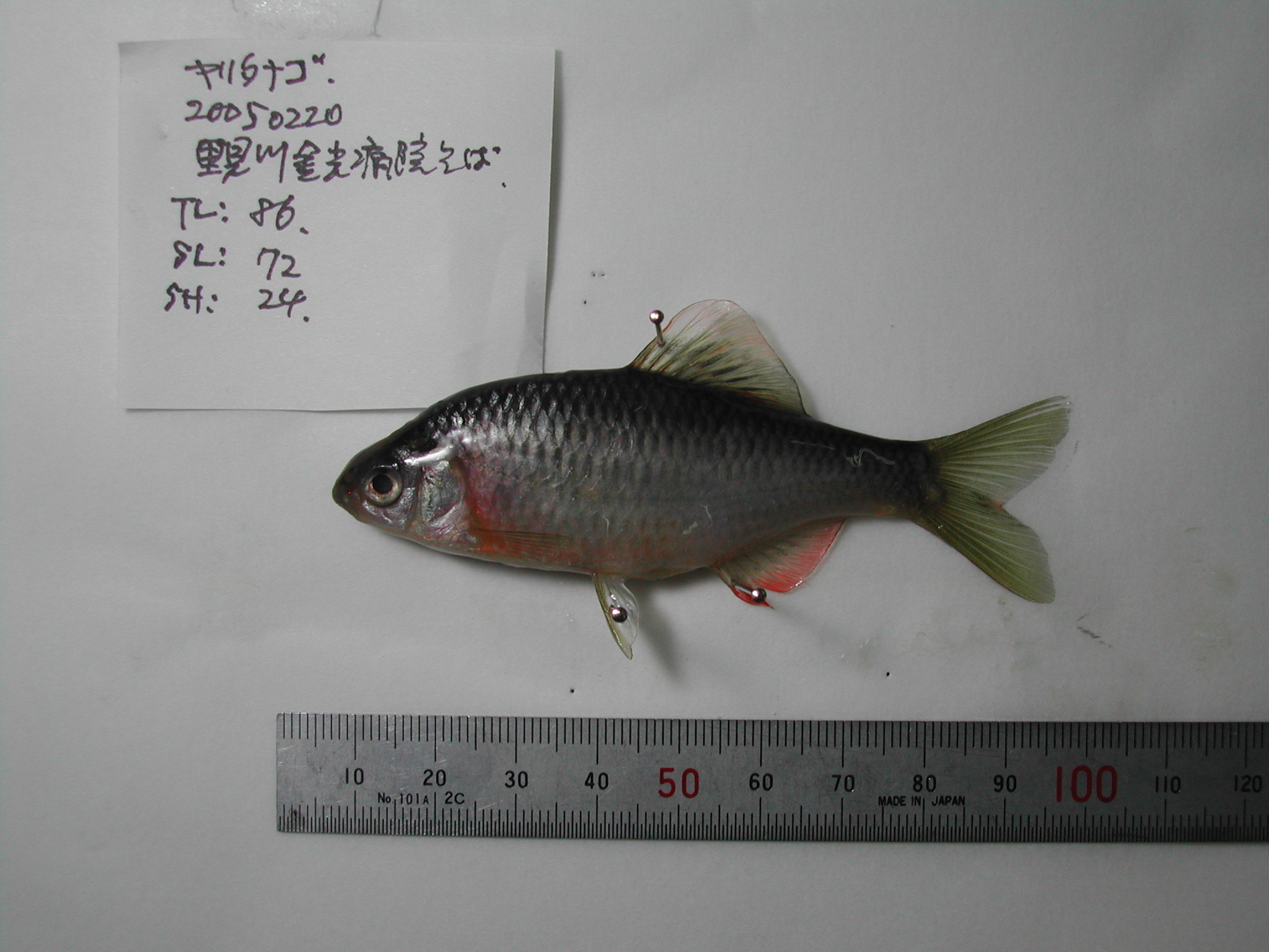 yaritanago