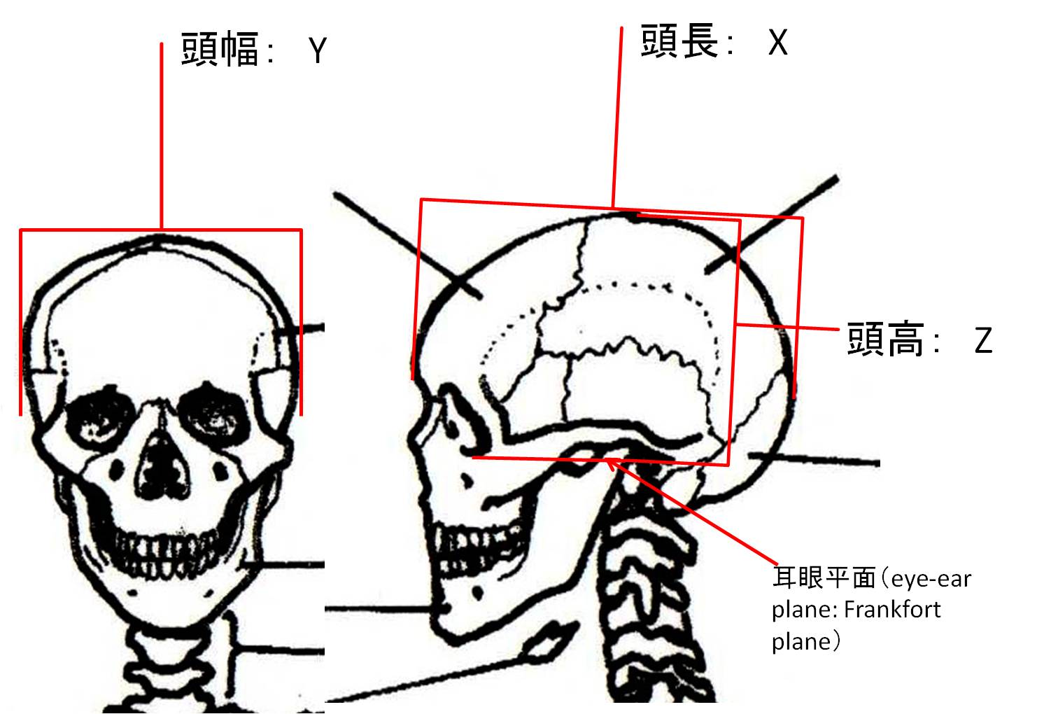 skullfig