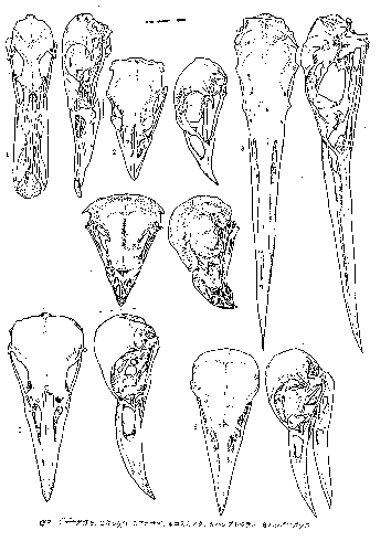 skull